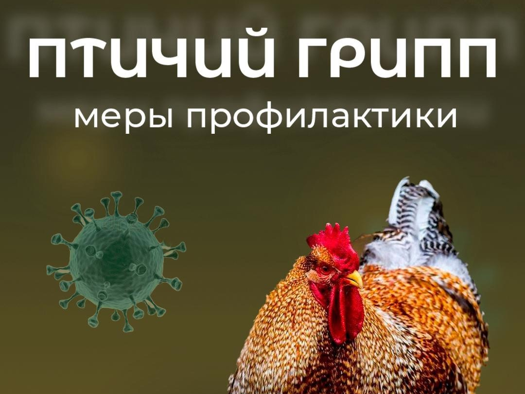 Грипп птиц (информационная памятка для населения).